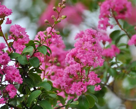 Crepe Myrtle: Exploring the Different Varieties and Colors